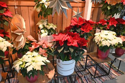 advent prauser07