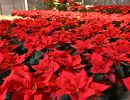 advent prauser12