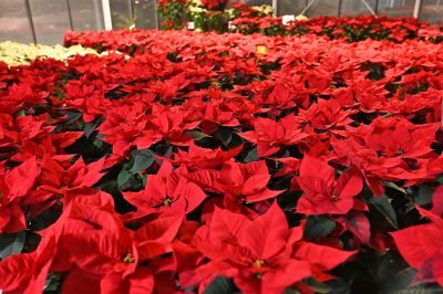 advent prauser12