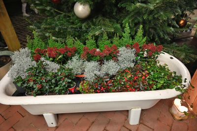 advent prauser16